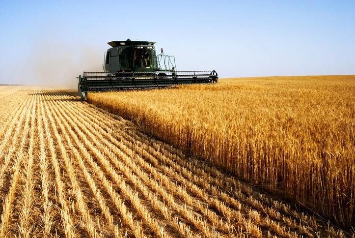 Combine harvesting in a field of golden wheat